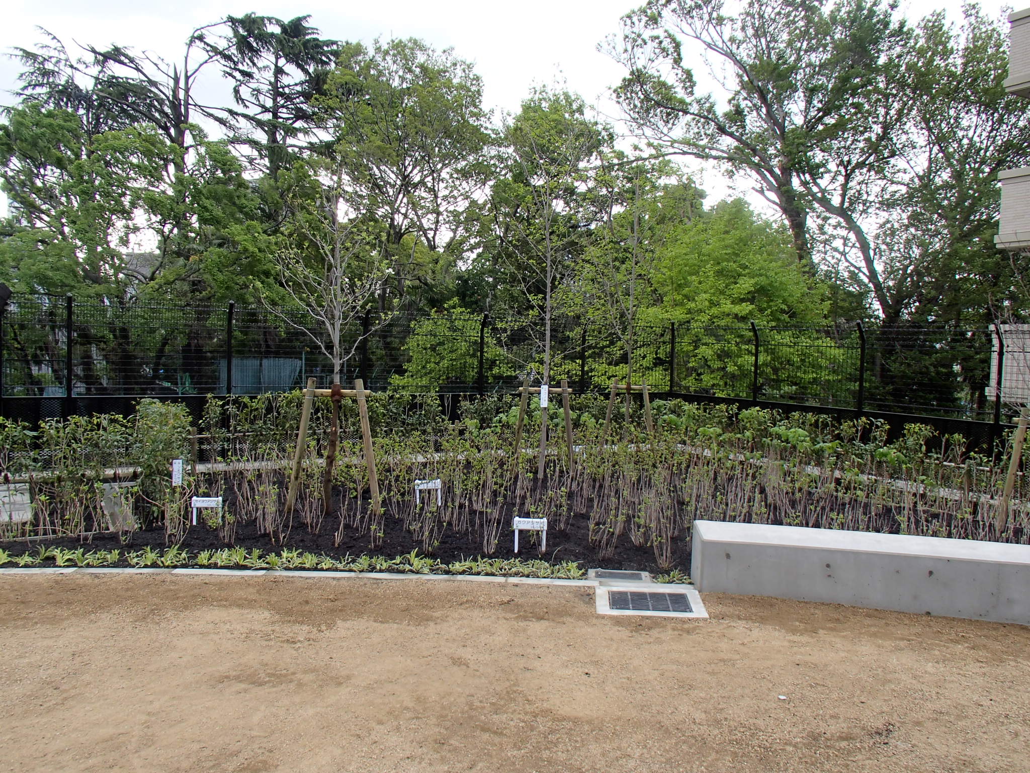 逢阪公園植栽